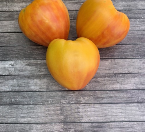 Tomato  Bulls Heart Striped